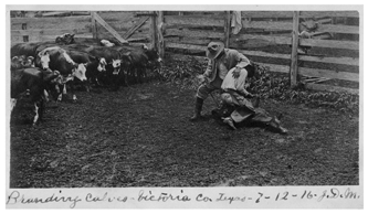 Branding calves, Victoria County, TX.  1916.  Photograph by J. D. 